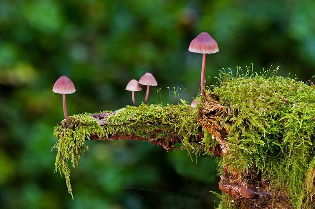 La meilleure façon de cuisiner du saumon avec des champignons forestiers