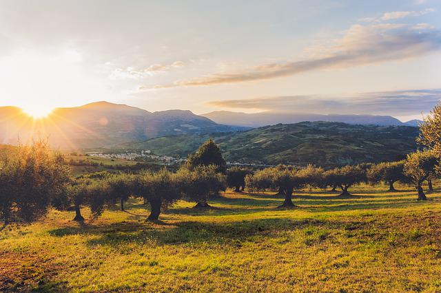 Comment faire la meilleure huile d&rsquo;olive épicée